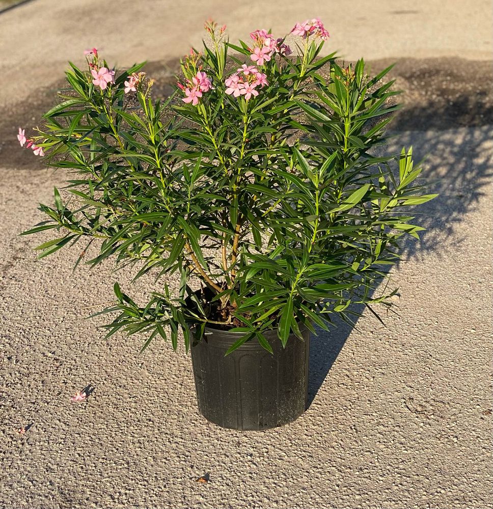 nerium-oleander-petite-pink-oleander
