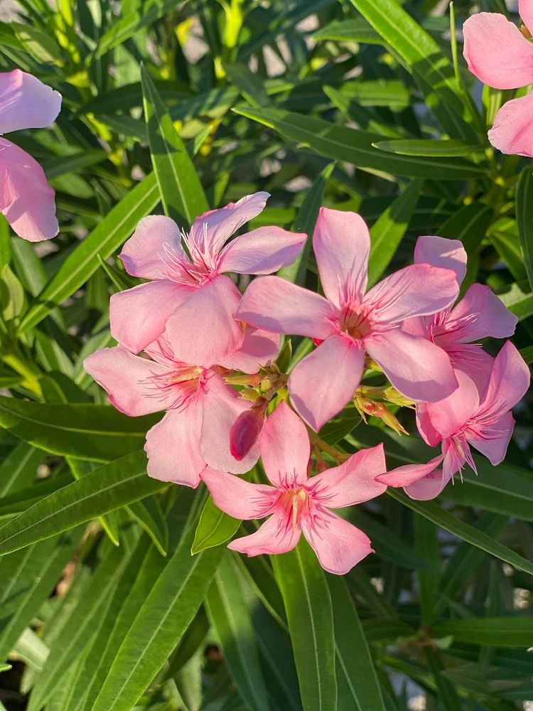 nerium-oleander-petite-pink-oleander