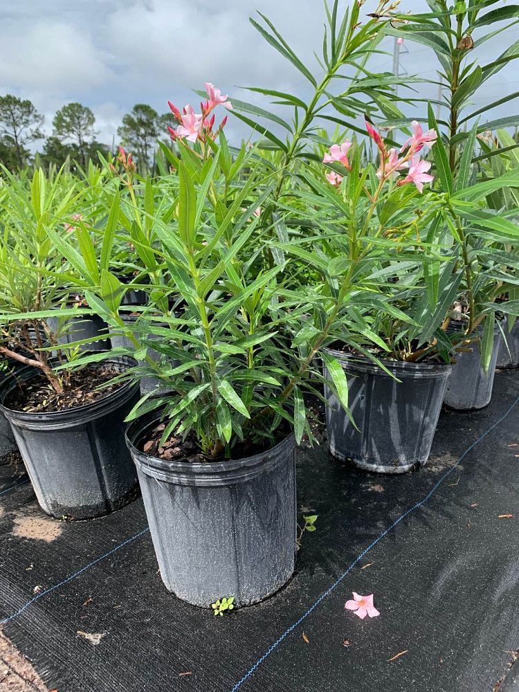 nerium-oleander-petite-pink-oleander