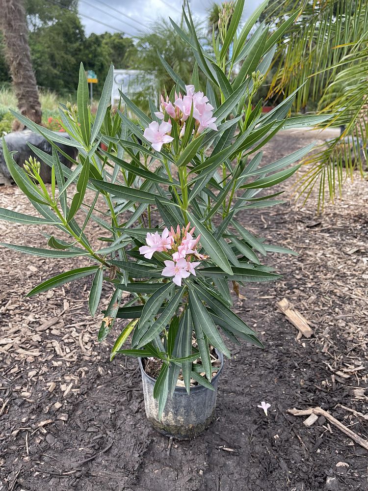nerium-oleander-petite-pink-oleander