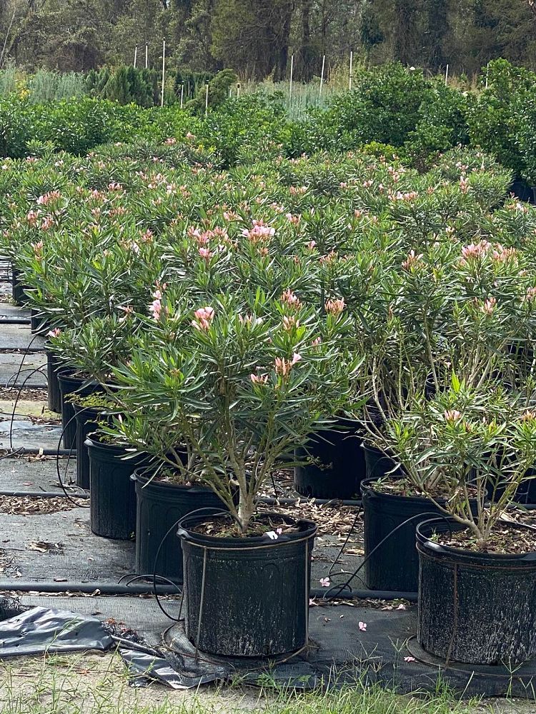nerium-oleander-petite-pink-oleander
