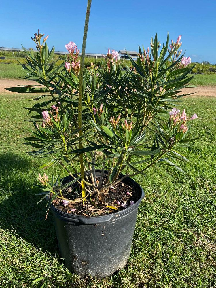 nerium-oleander-petite-pink-oleander