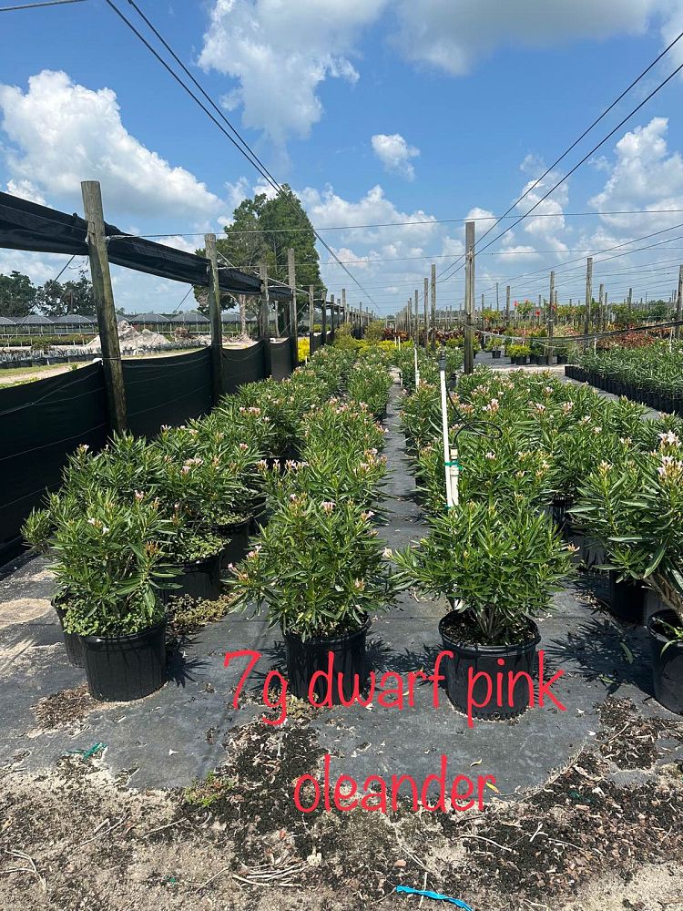 nerium-oleander-petite-pink-oleander