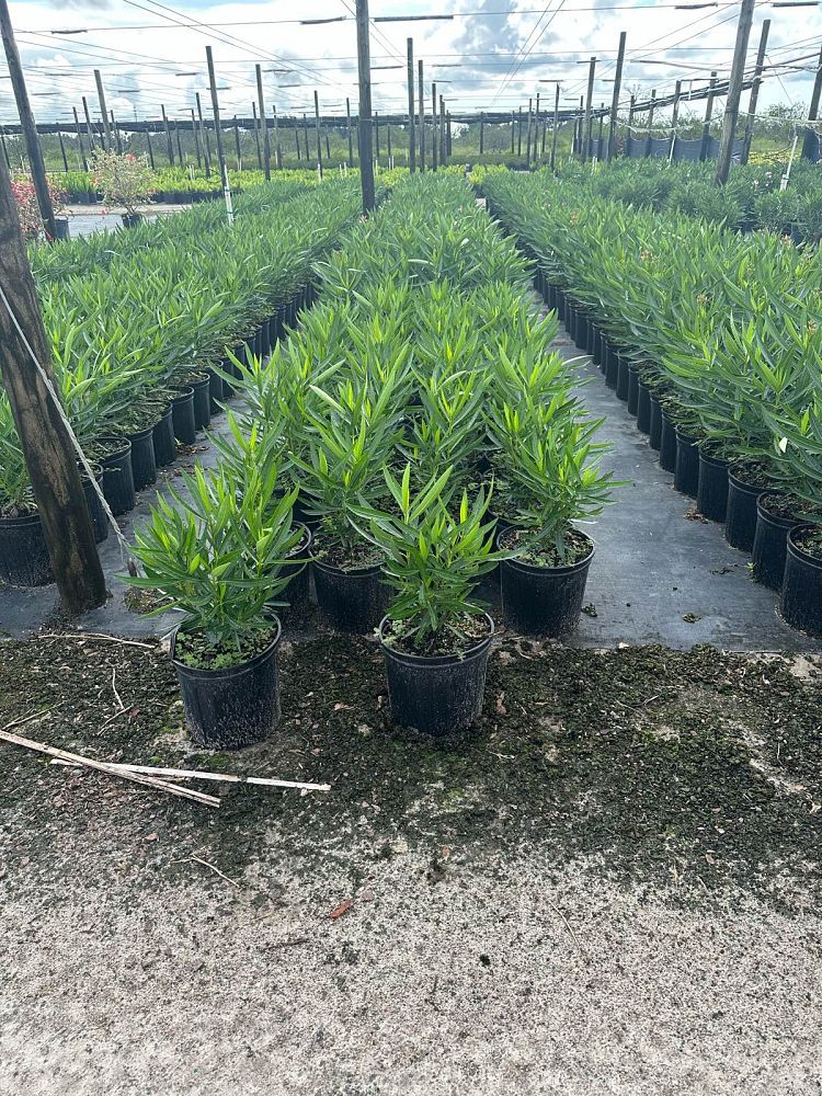 nerium-oleander-petite-pink-oleander