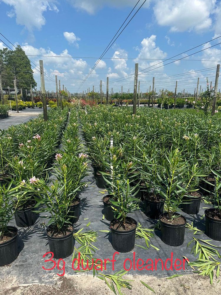 nerium-oleander-petite-pink-oleander
