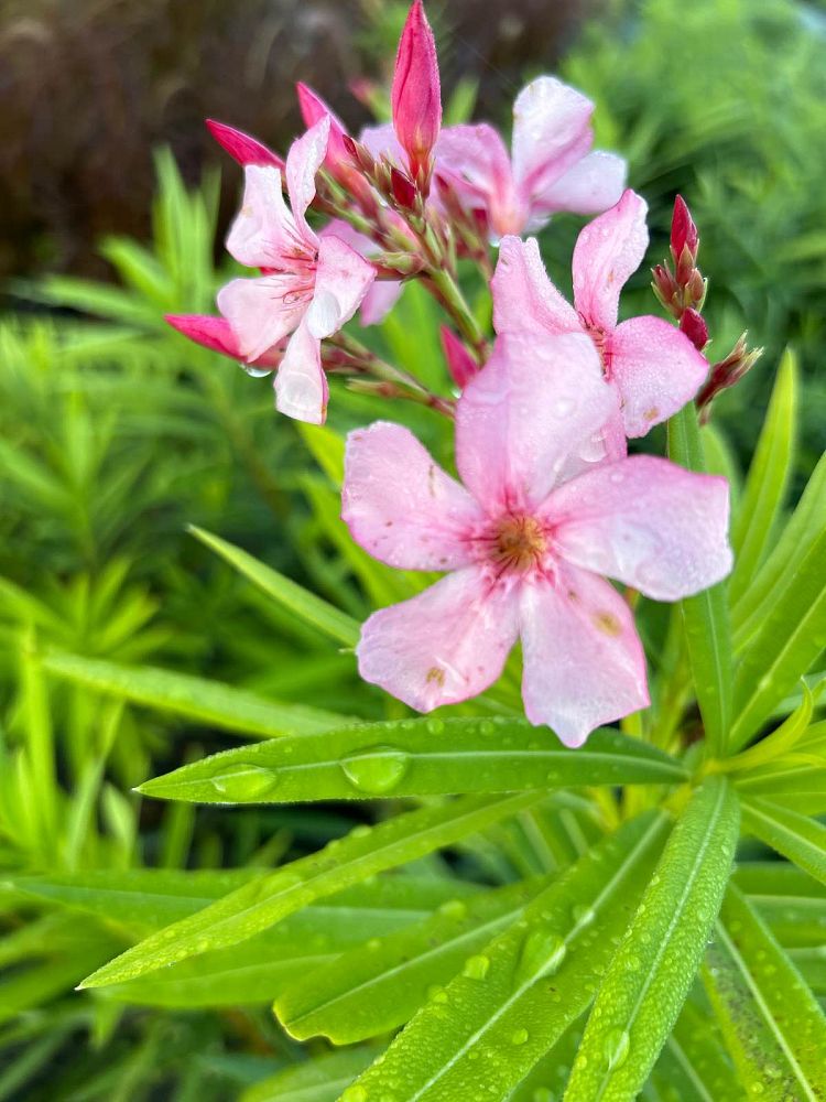 nerium-oleander-petite-pink-oleander