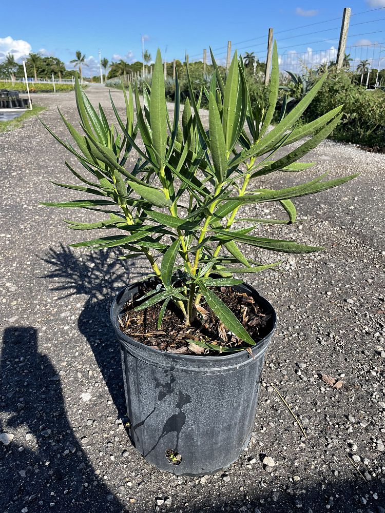 nerium-oleander-petite-pink-oleander