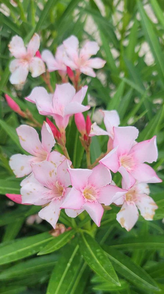 nerium-oleander-petite-pink-oleander
