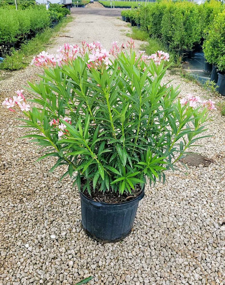 nerium-oleander-petite-pink-oleander