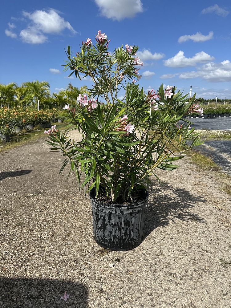 nerium-oleander-petite-pink-oleander