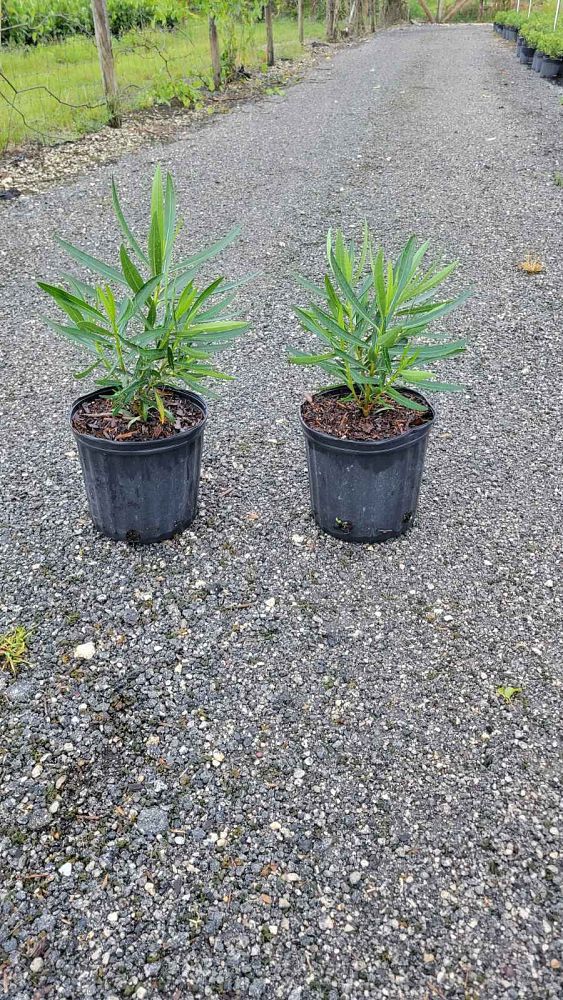 nerium-oleander-petite-pink-oleander