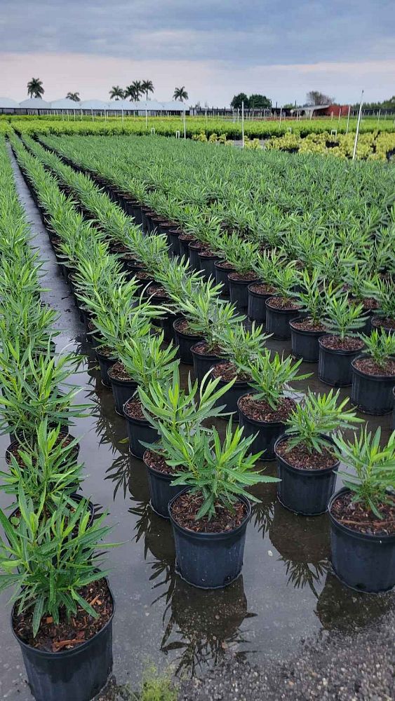 nerium-oleander-petite-pink-oleander