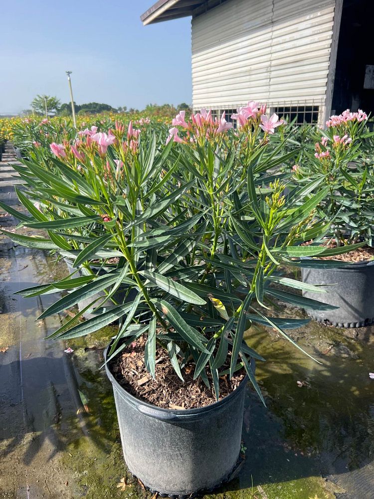 nerium-oleander-petite-pink-oleander