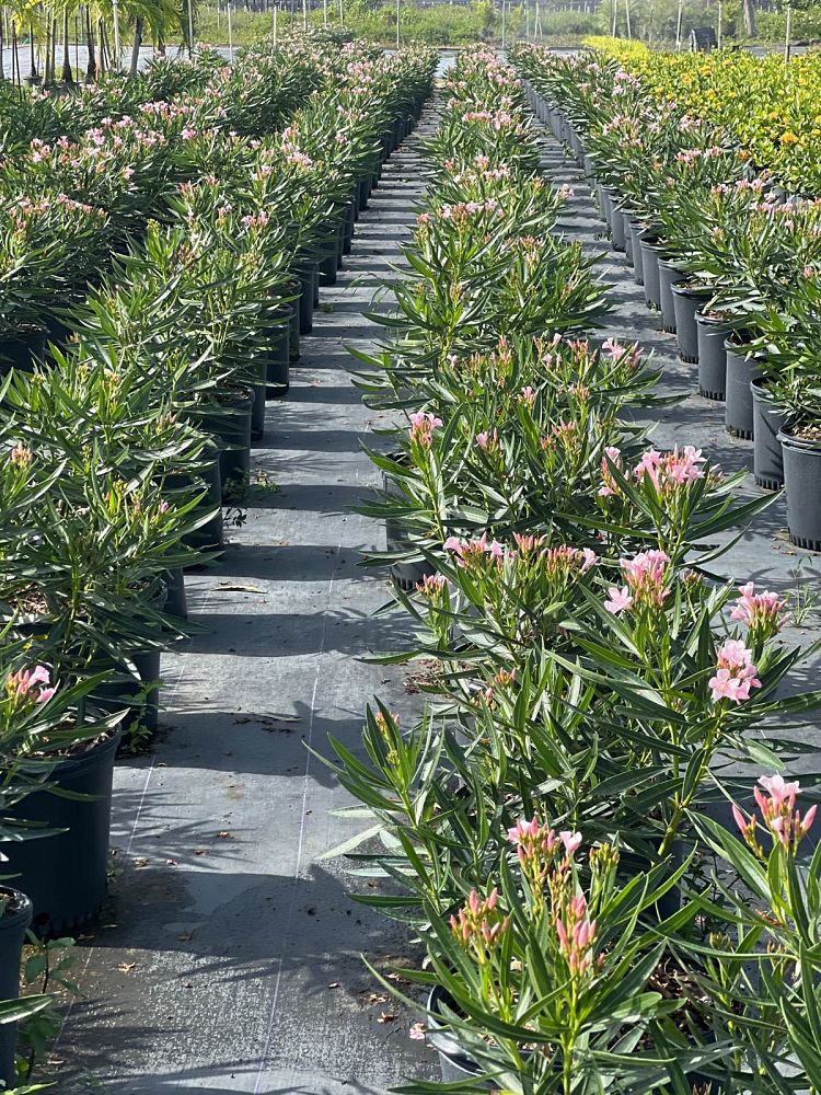 nerium-oleander-petite-pink-oleander