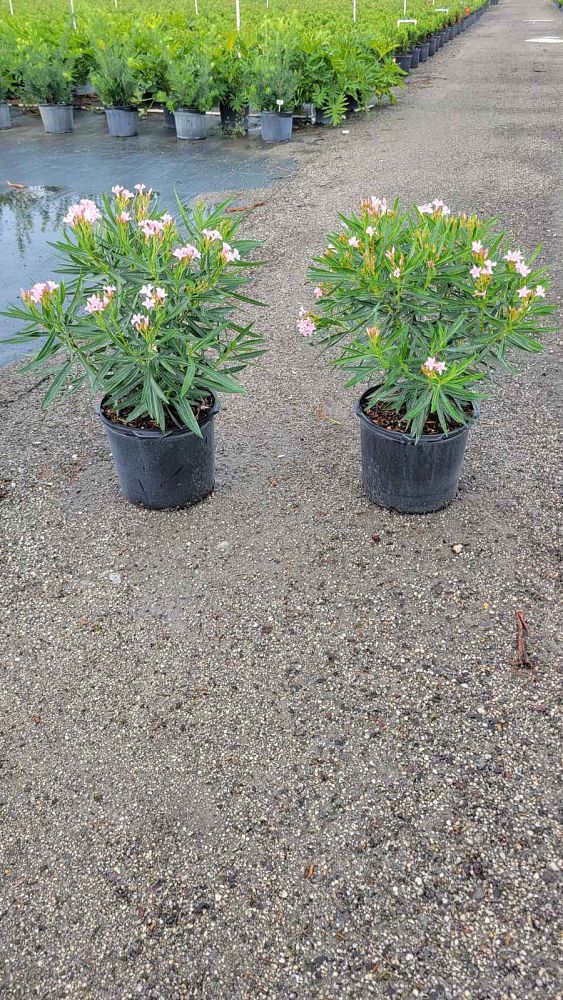 nerium-oleander-petite-pink-oleander