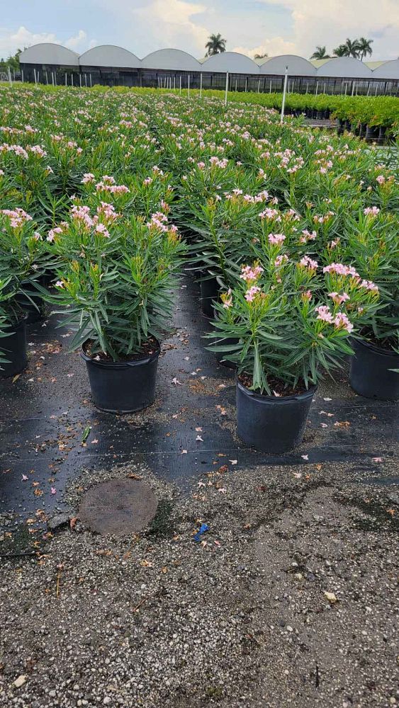 nerium-oleander-petite-pink-oleander