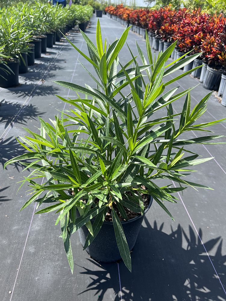 nerium-oleander-petite-pink-oleander