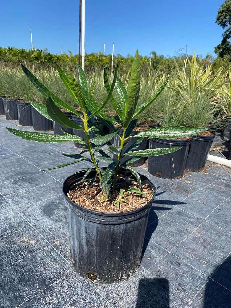 nerium-oleander-petite-pink-oleander