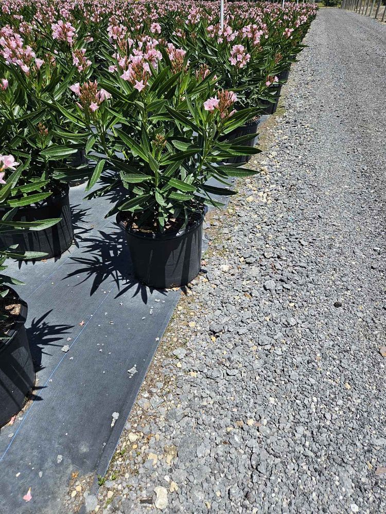 nerium-oleander-petite-pink-oleander