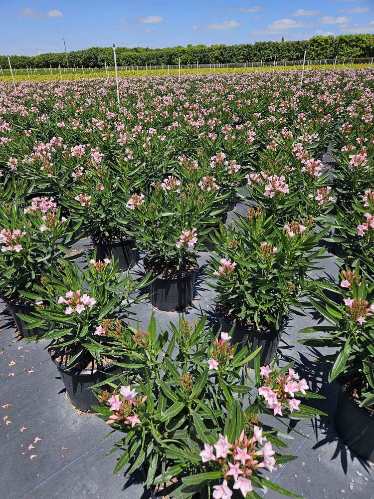 nerium-oleander-petite-pink-oleander