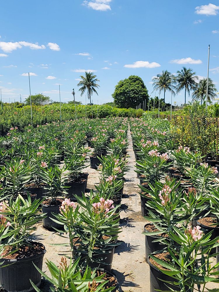 nerium-oleander-petite-pink-oleander