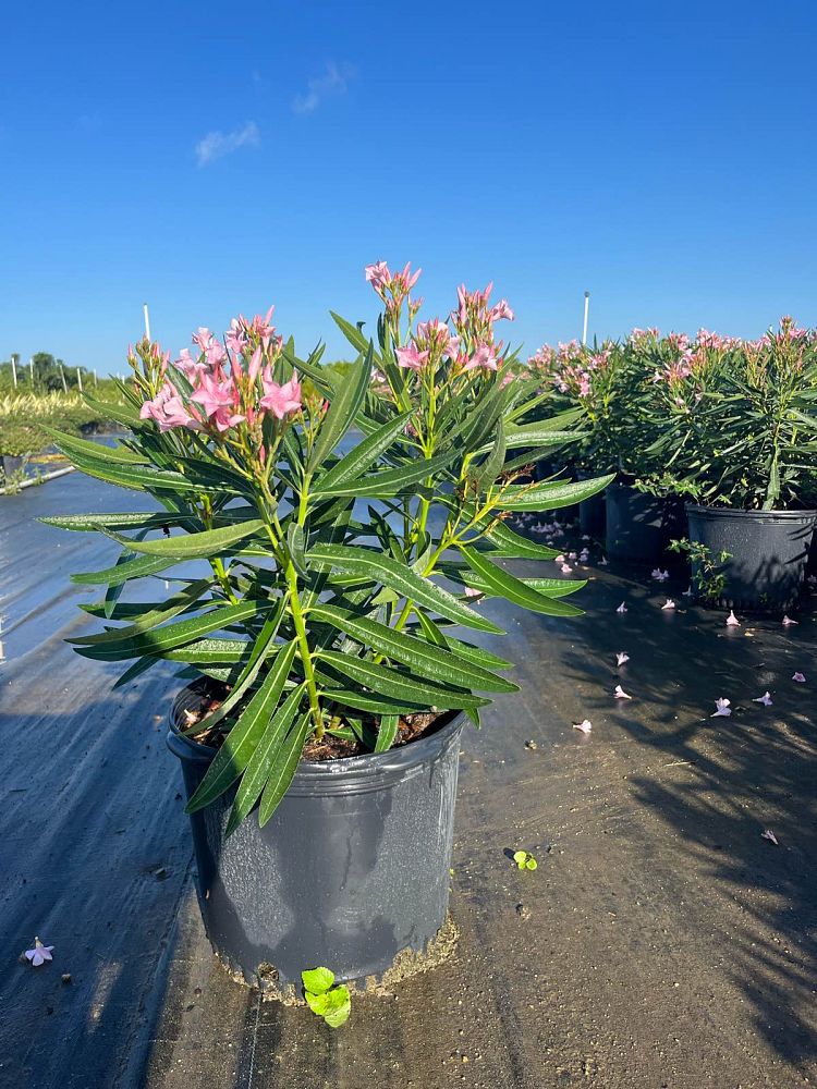 nerium-oleander-petite-pink-oleander
