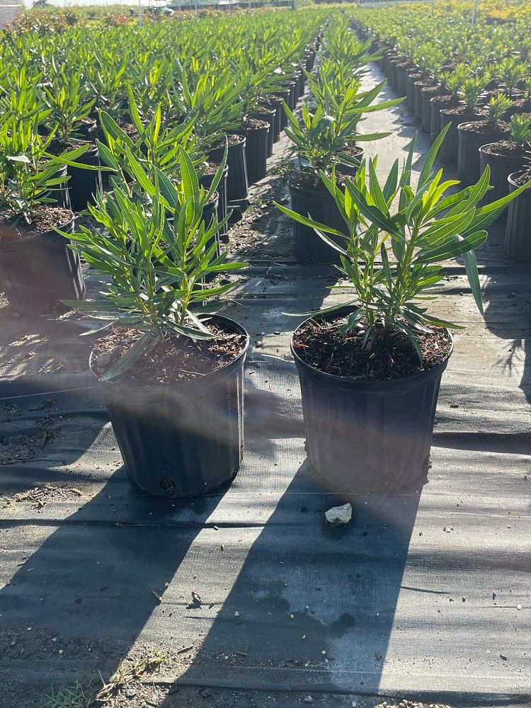 nerium-oleander-petite-pink-oleander