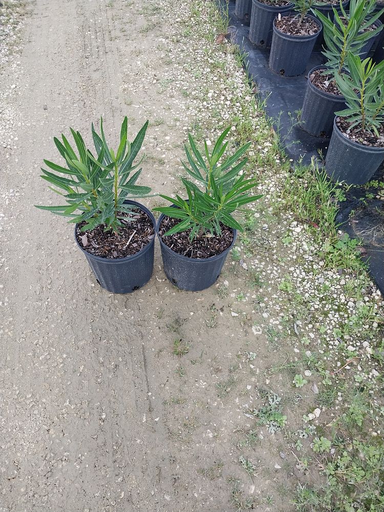 nerium-oleander-petite-pink-oleander