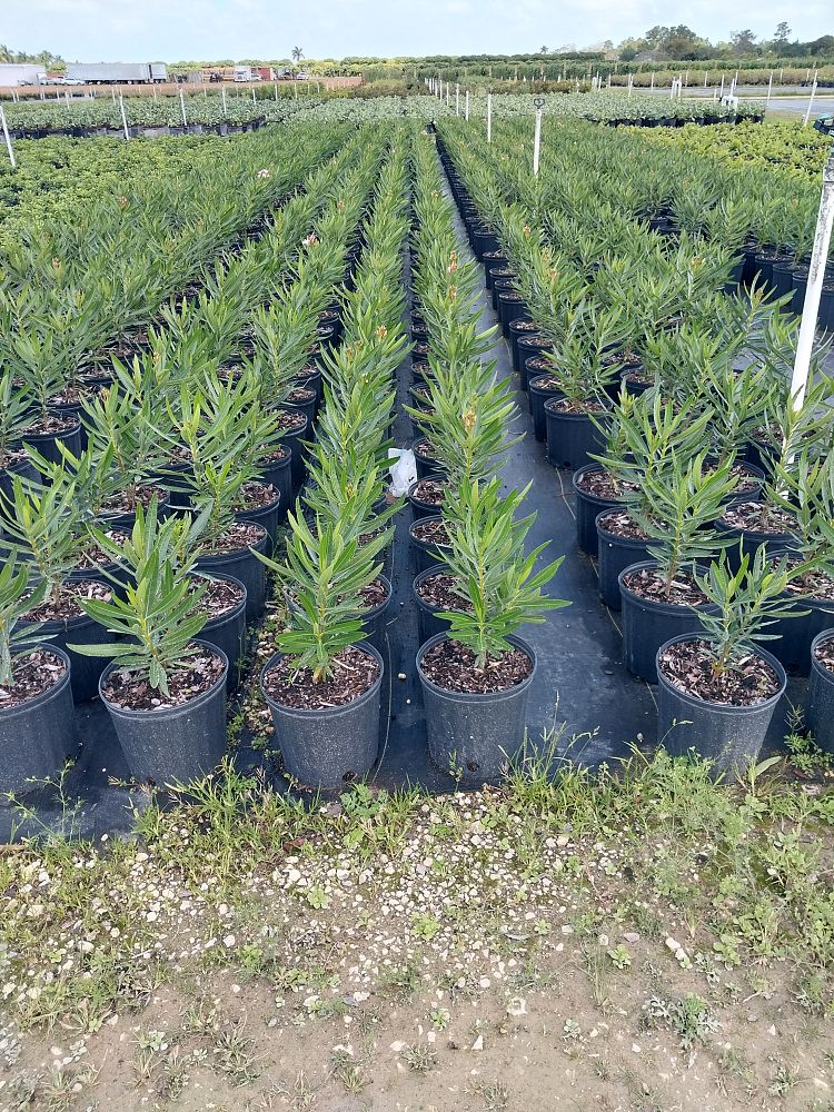 nerium-oleander-petite-pink-oleander