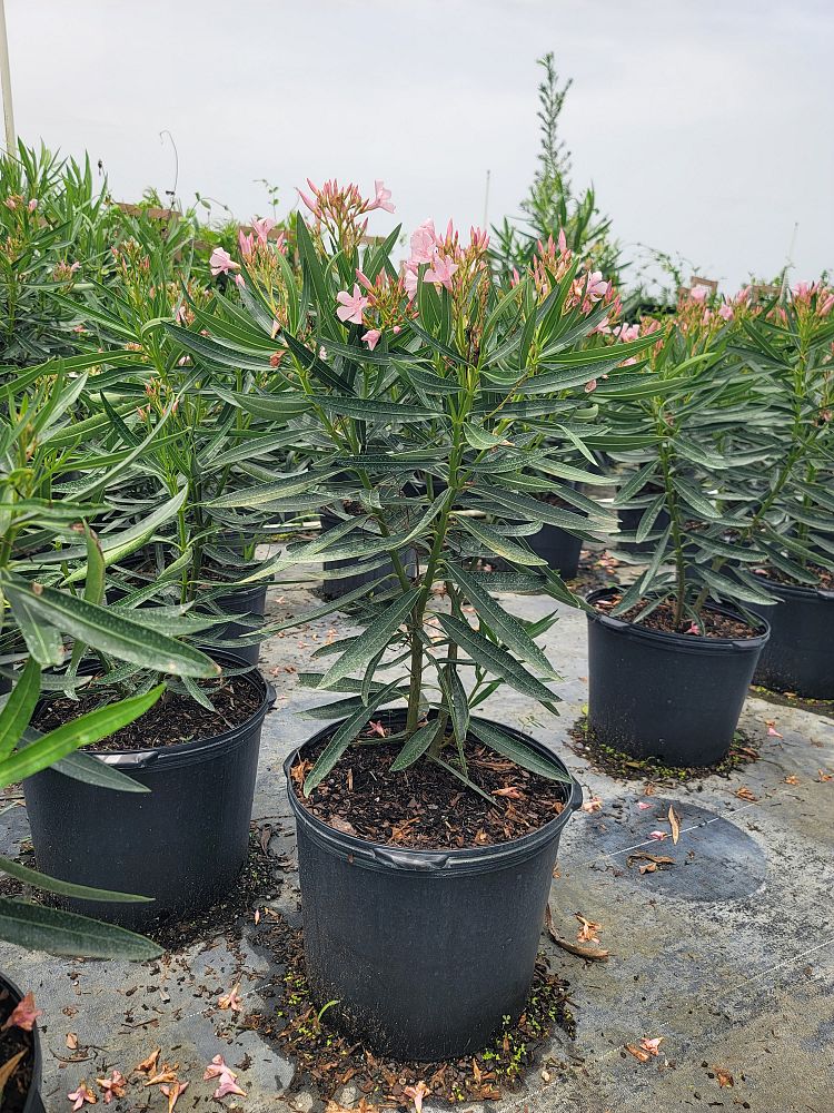 nerium-oleander-petite-pink-oleander