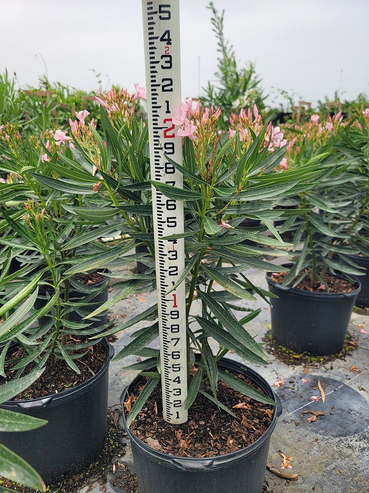 nerium-oleander-petite-pink-oleander