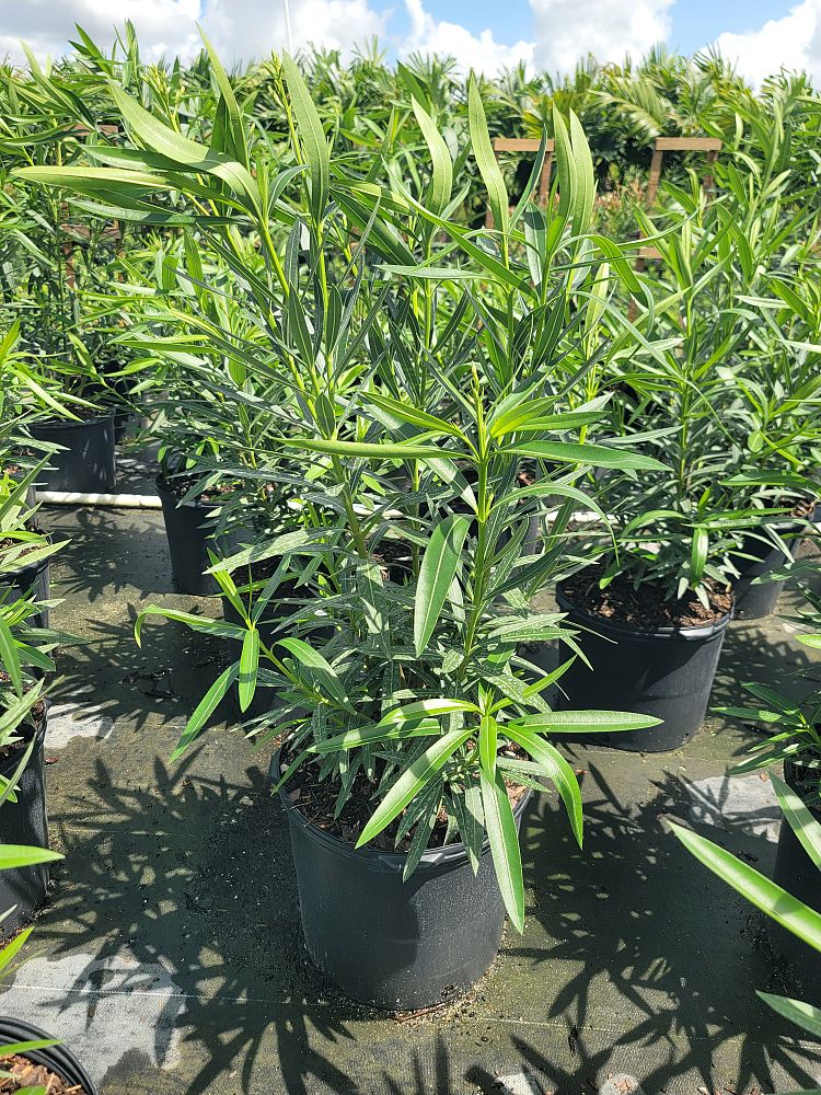 nerium-oleander-petite-pink-oleander
