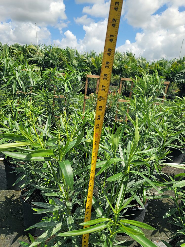 nerium-oleander-petite-pink-oleander