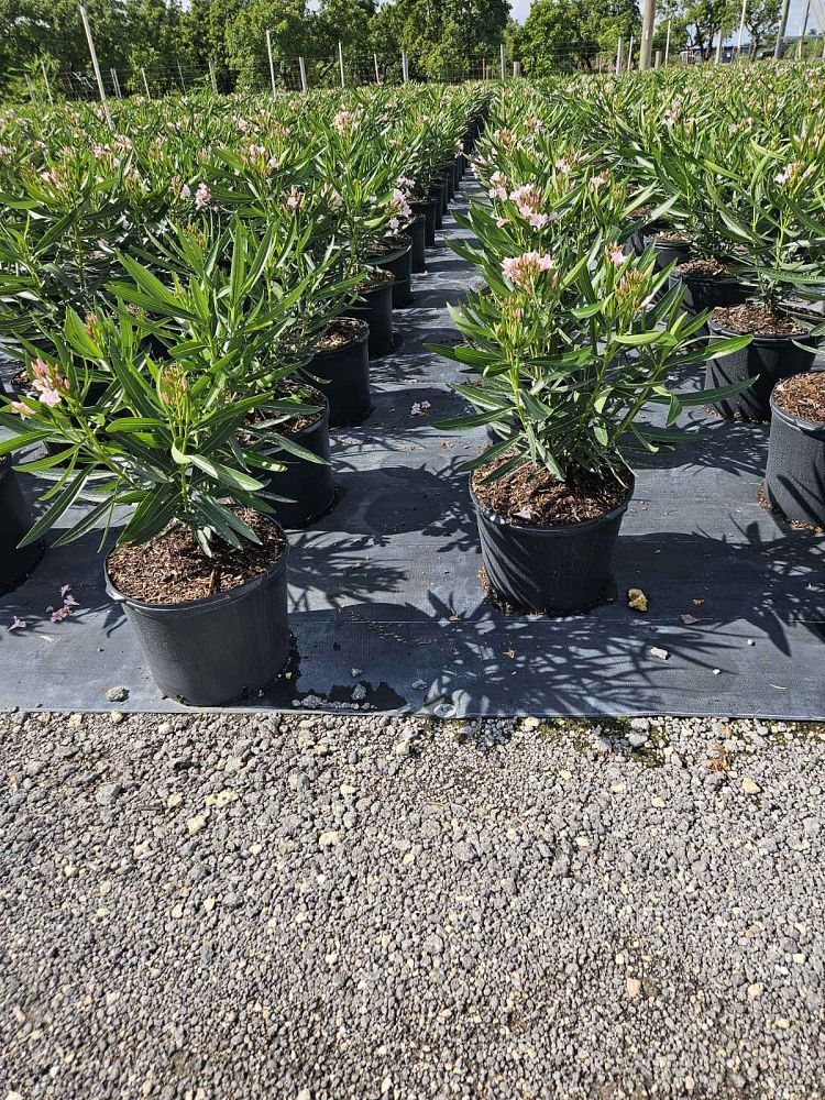 nerium-oleander-petite-pink-oleander