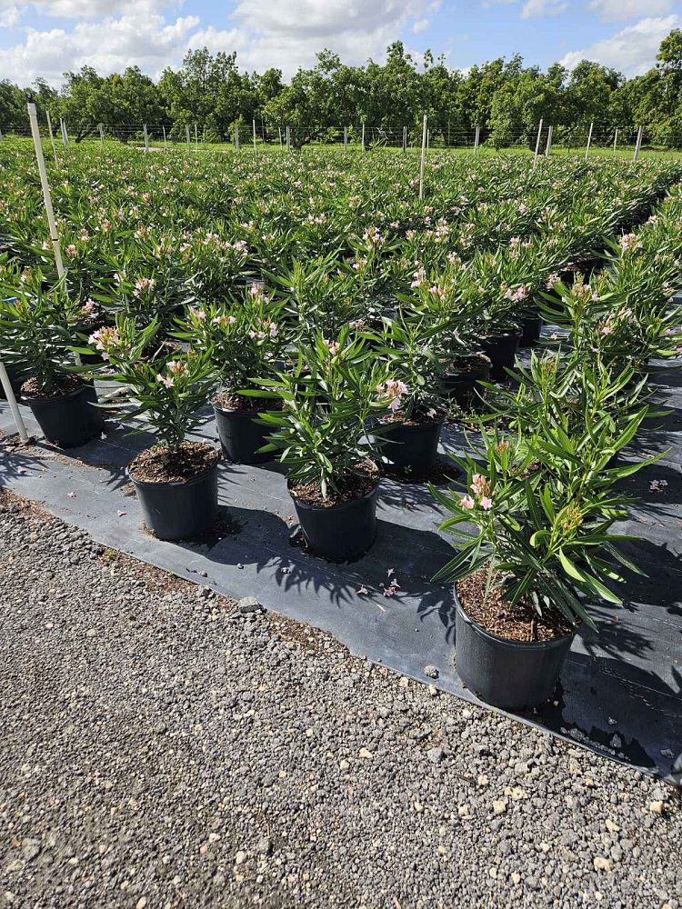nerium-oleander-petite-pink-oleander