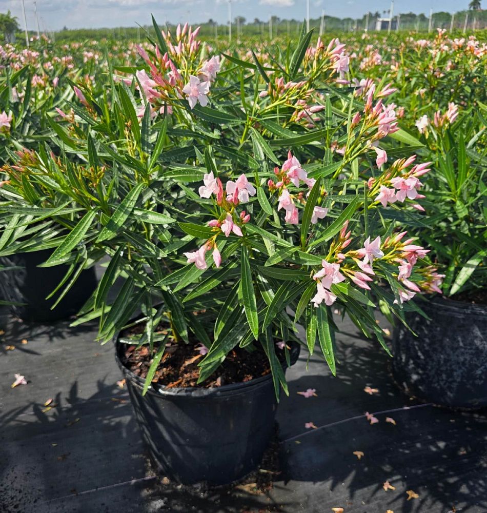 nerium-oleander-petite-pink-oleander