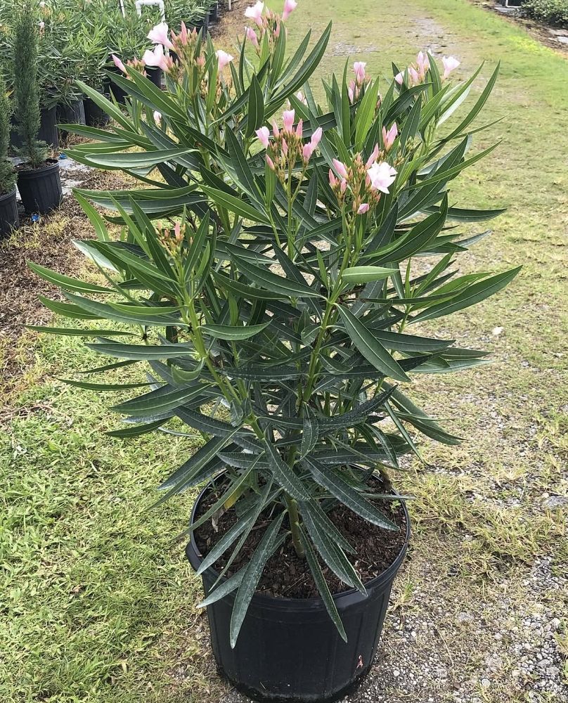 nerium-oleander-petite-pink-oleander