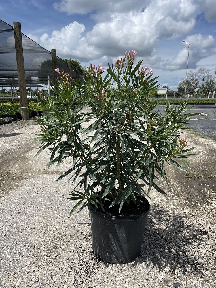 nerium-oleander-petite-pink-oleander