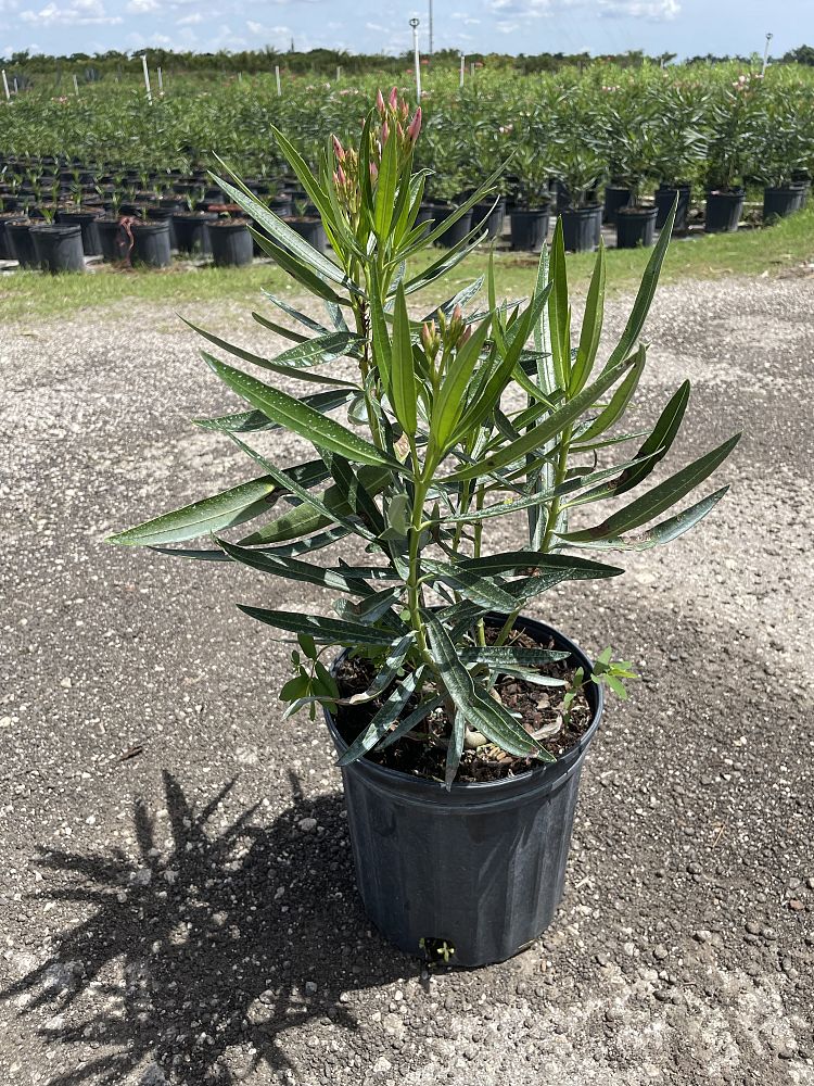 nerium-oleander-petite-pink-oleander