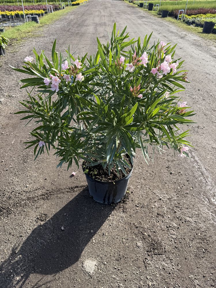 nerium-oleander-petite-pink-oleander