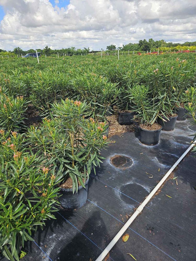 nerium-oleander-petite-pink-oleander
