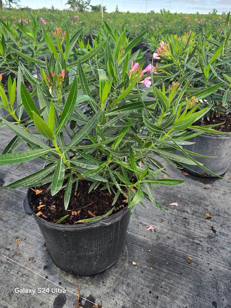 nerium-oleander-petite-pink-oleander