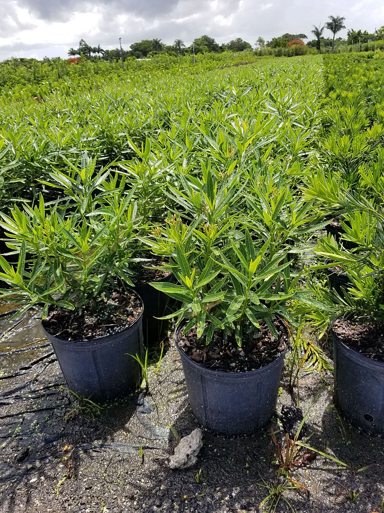 nerium-oleander-petite-salmon-oleander