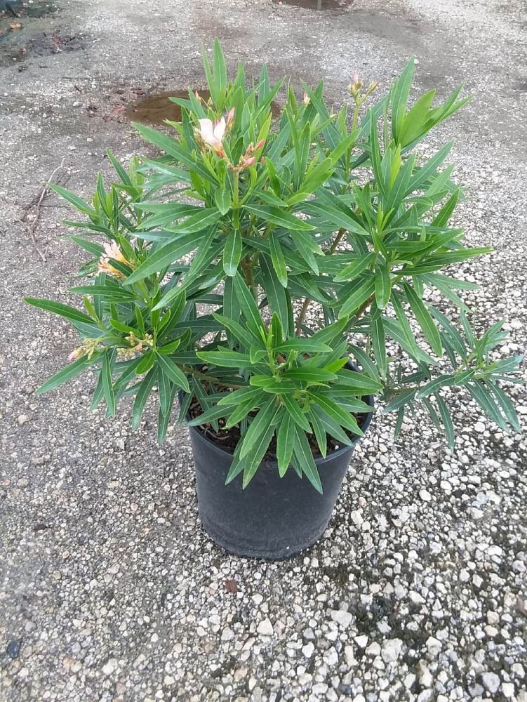 nerium-oleander-petite-salmon-oleander