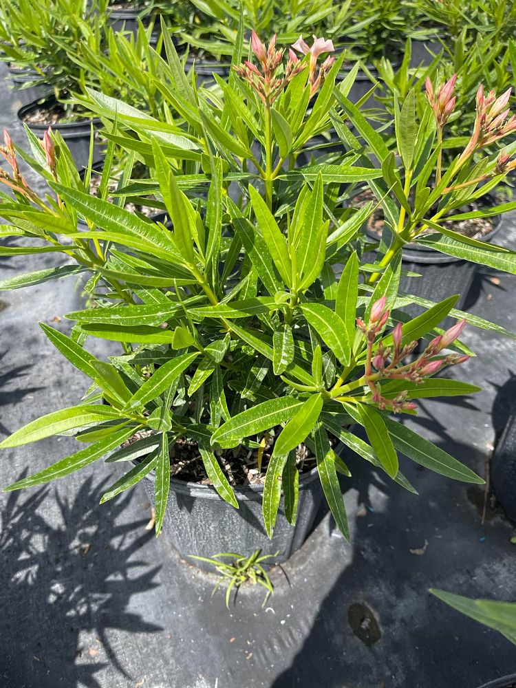 nerium-oleander-petite-salmon-oleander