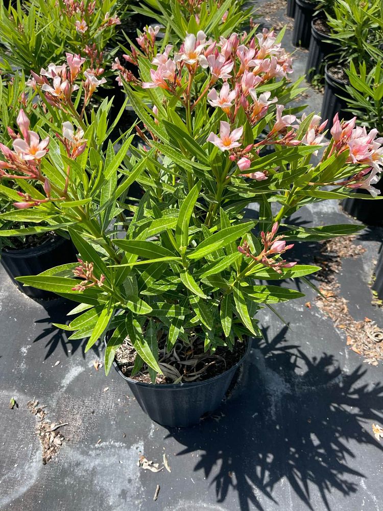 nerium-oleander-petite-salmon-oleander