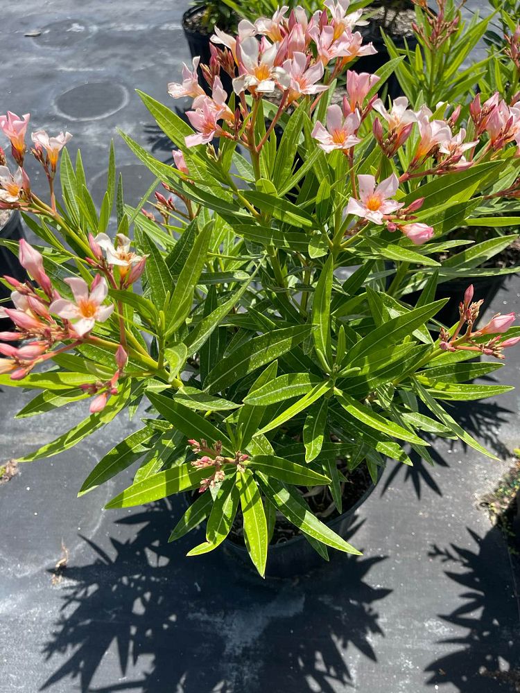 nerium-oleander-petite-salmon-oleander