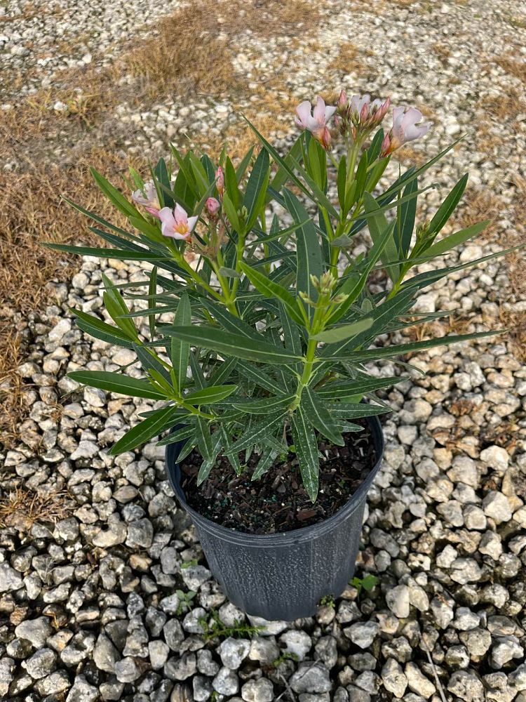 nerium-oleander-petite-salmon-oleander