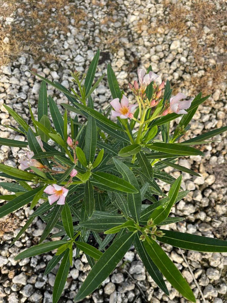 nerium-oleander-petite-salmon-oleander
