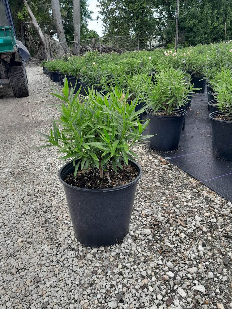 nerium-oleander-petite-salmon-oleander